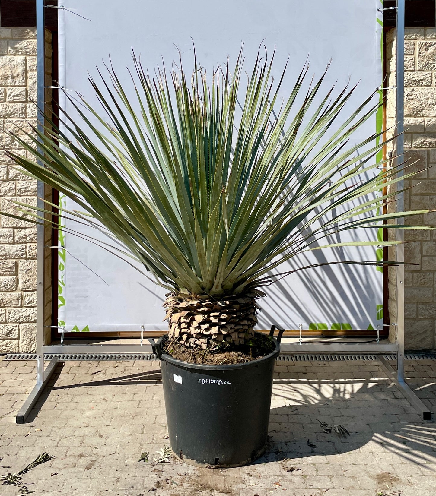 Dasylirion Glaucophyllum