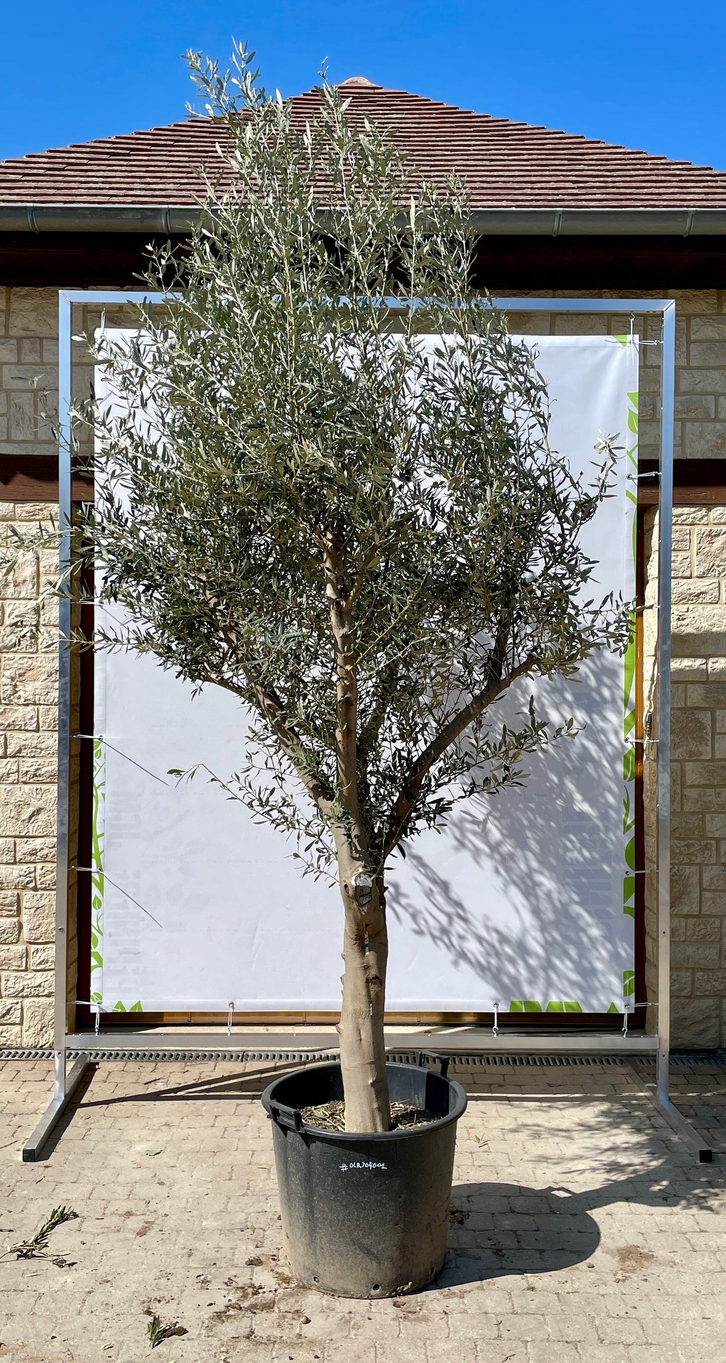 Olivier - Olea Europea Ramifié 30/40