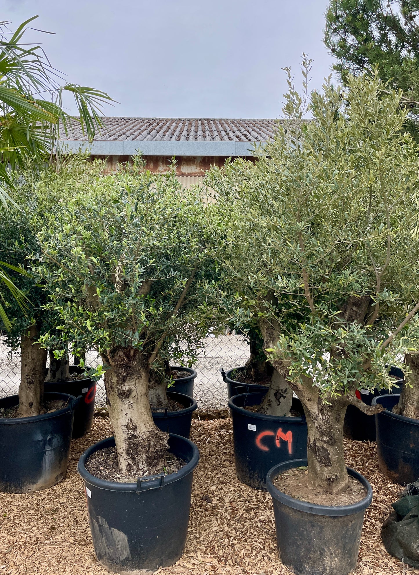 Olivier - Olea Europea Tronc Bas