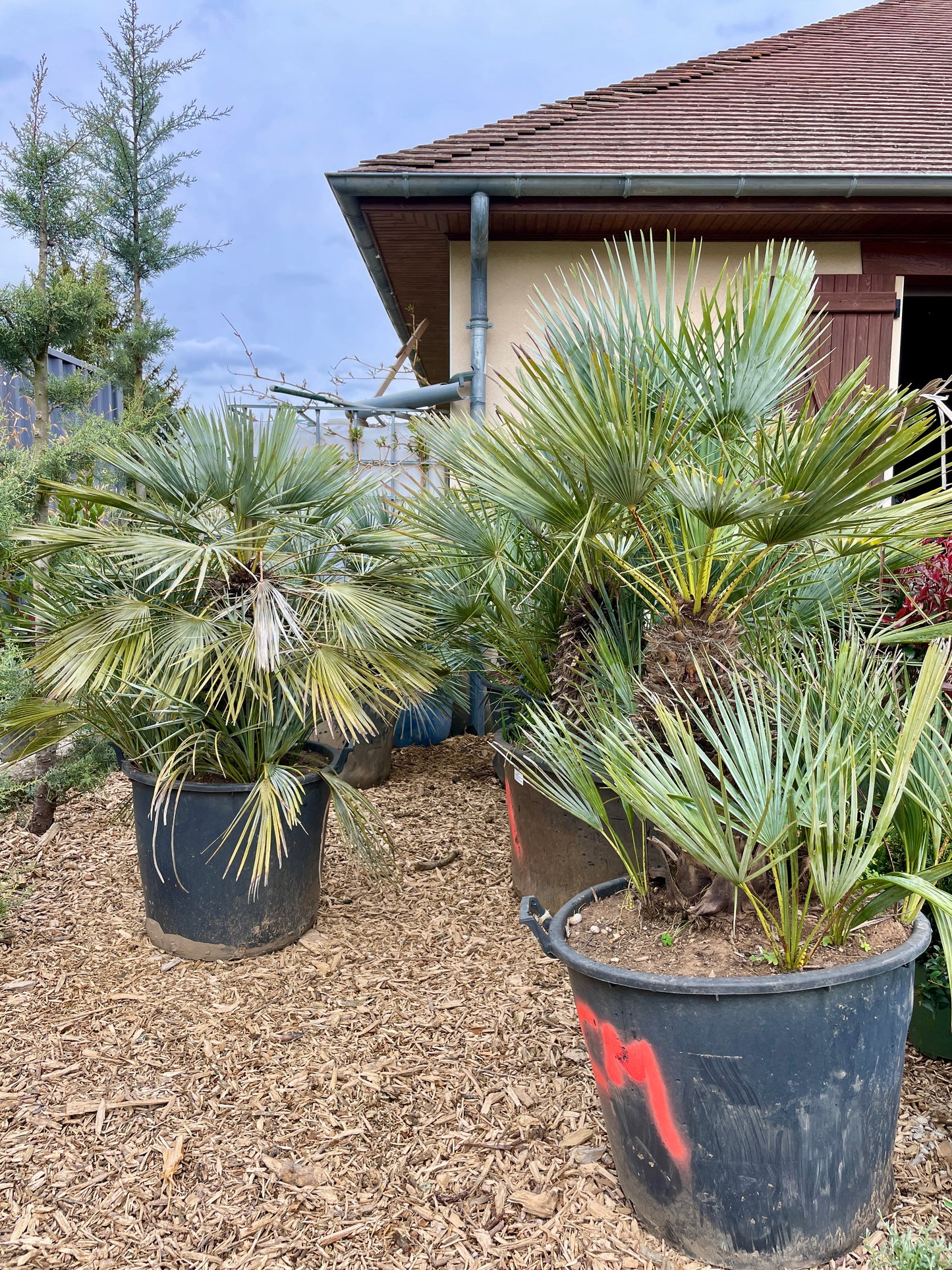 Chamaerops Cerifera