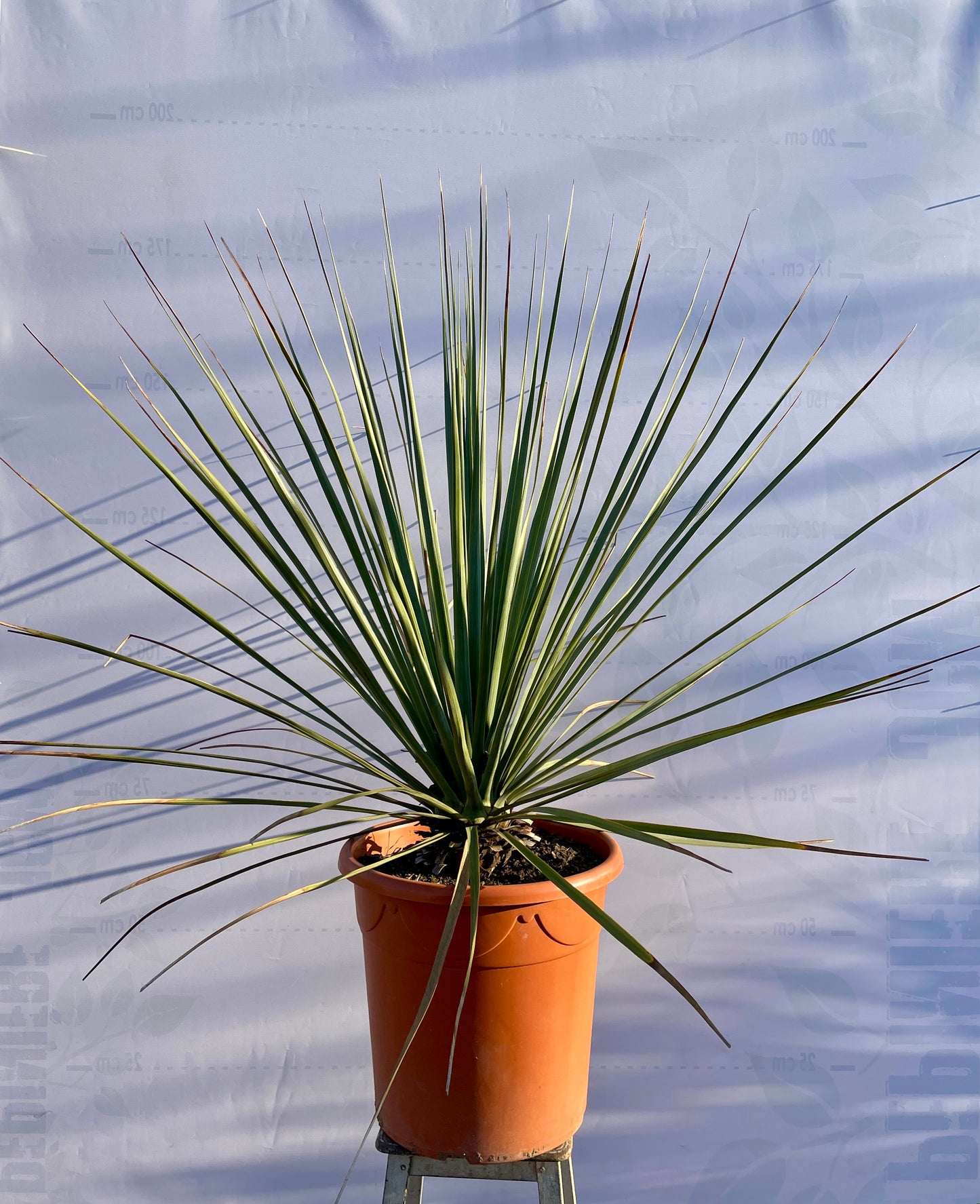 Nolina Nelsonii