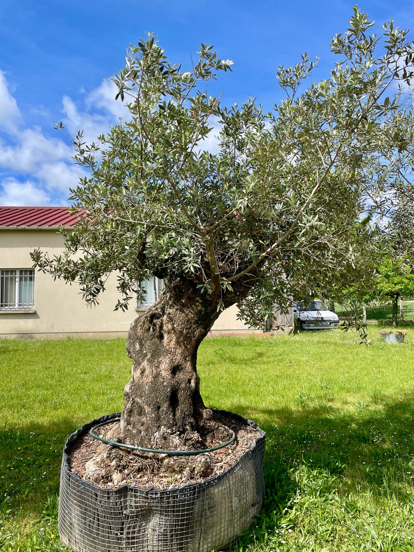 Olivier - Olea Europaea Omeya Incliné 100/125