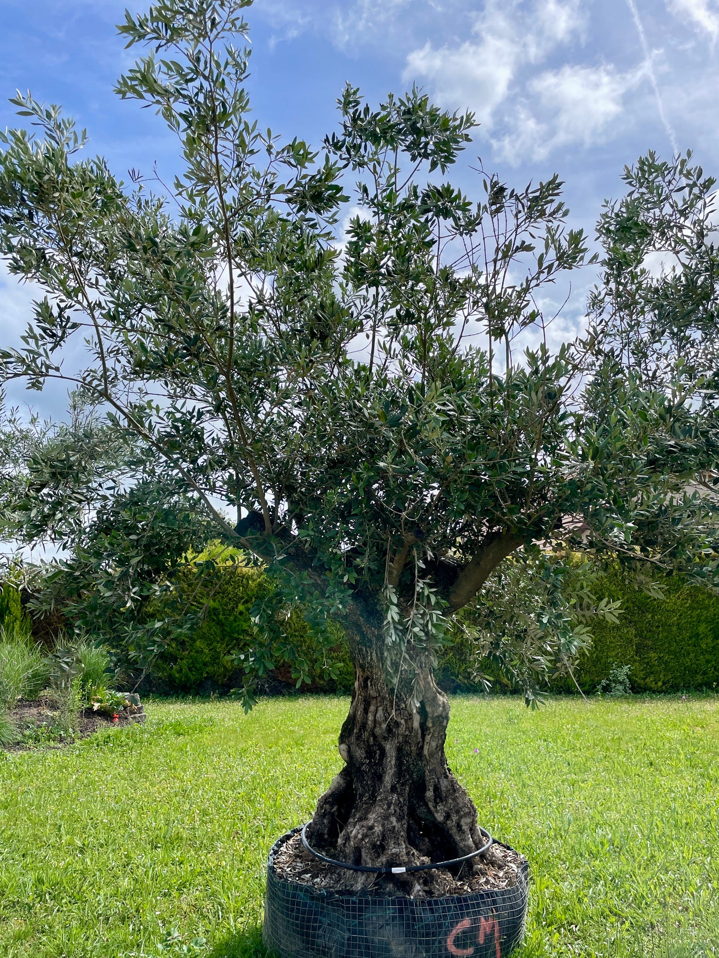 Olivier - Olea Europaea Omeya 100/125