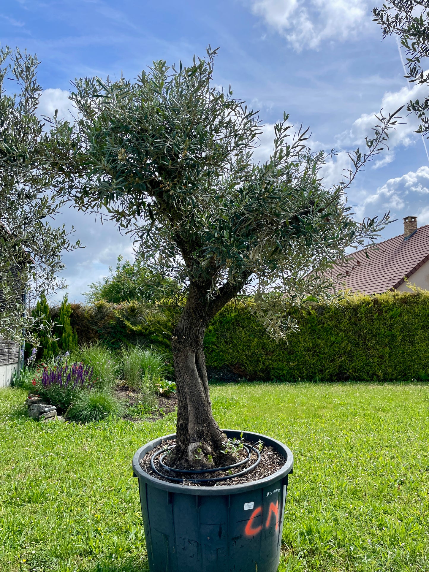 Olivier - Olea Europea Ramifié 60/80