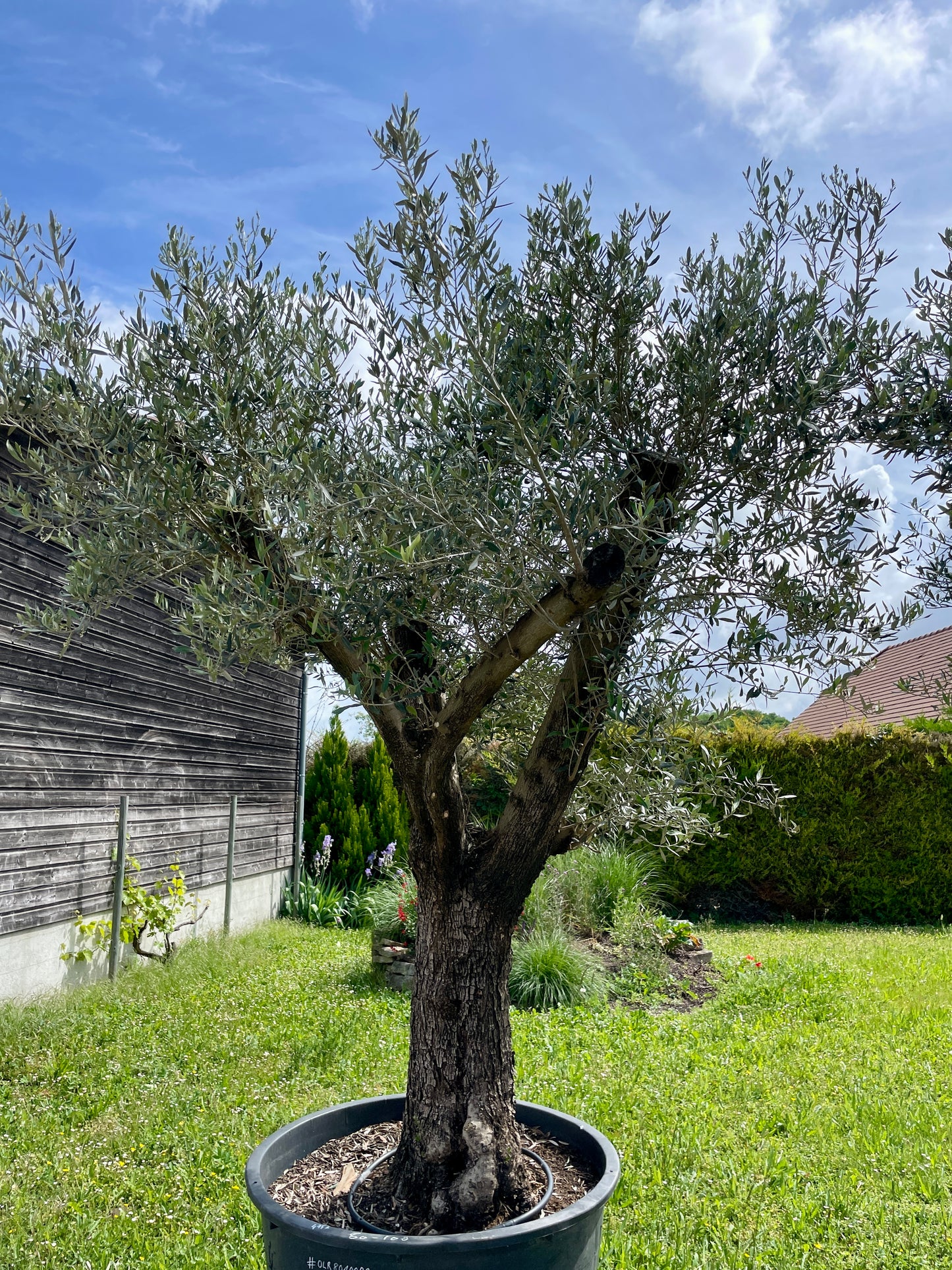 Olivier - Olea Europea Ramifié 80/100