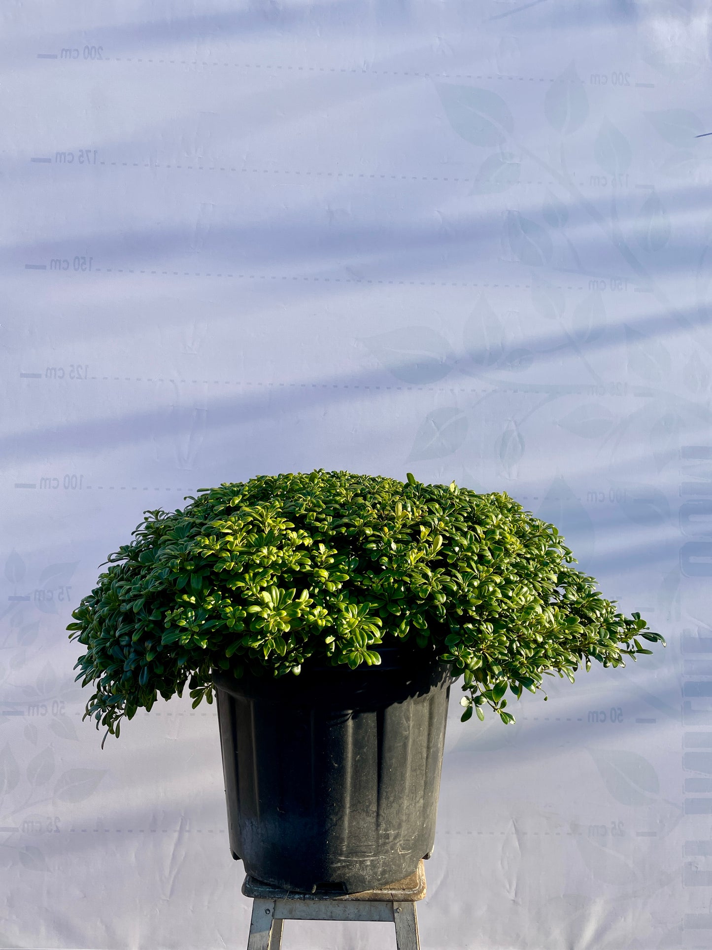 Pittosporum tobira