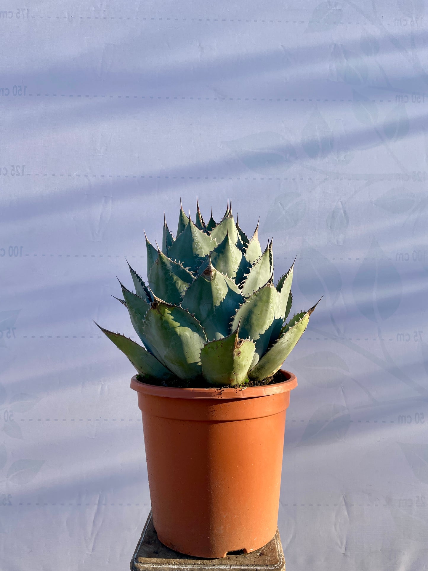 Agave Parrasana 30