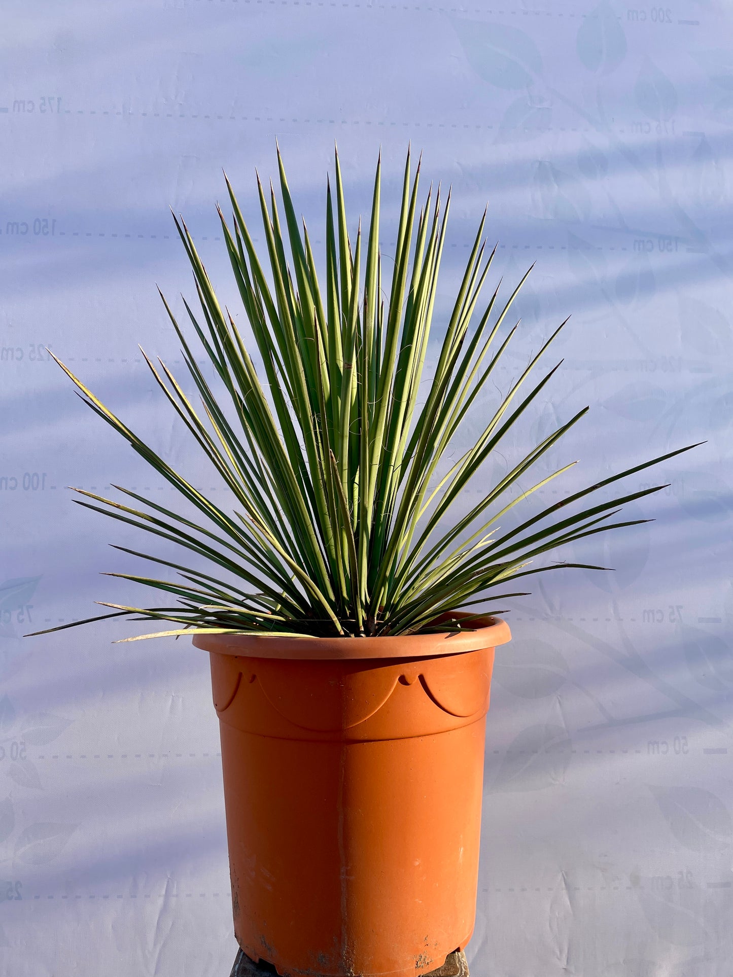 Yucca Treculeana