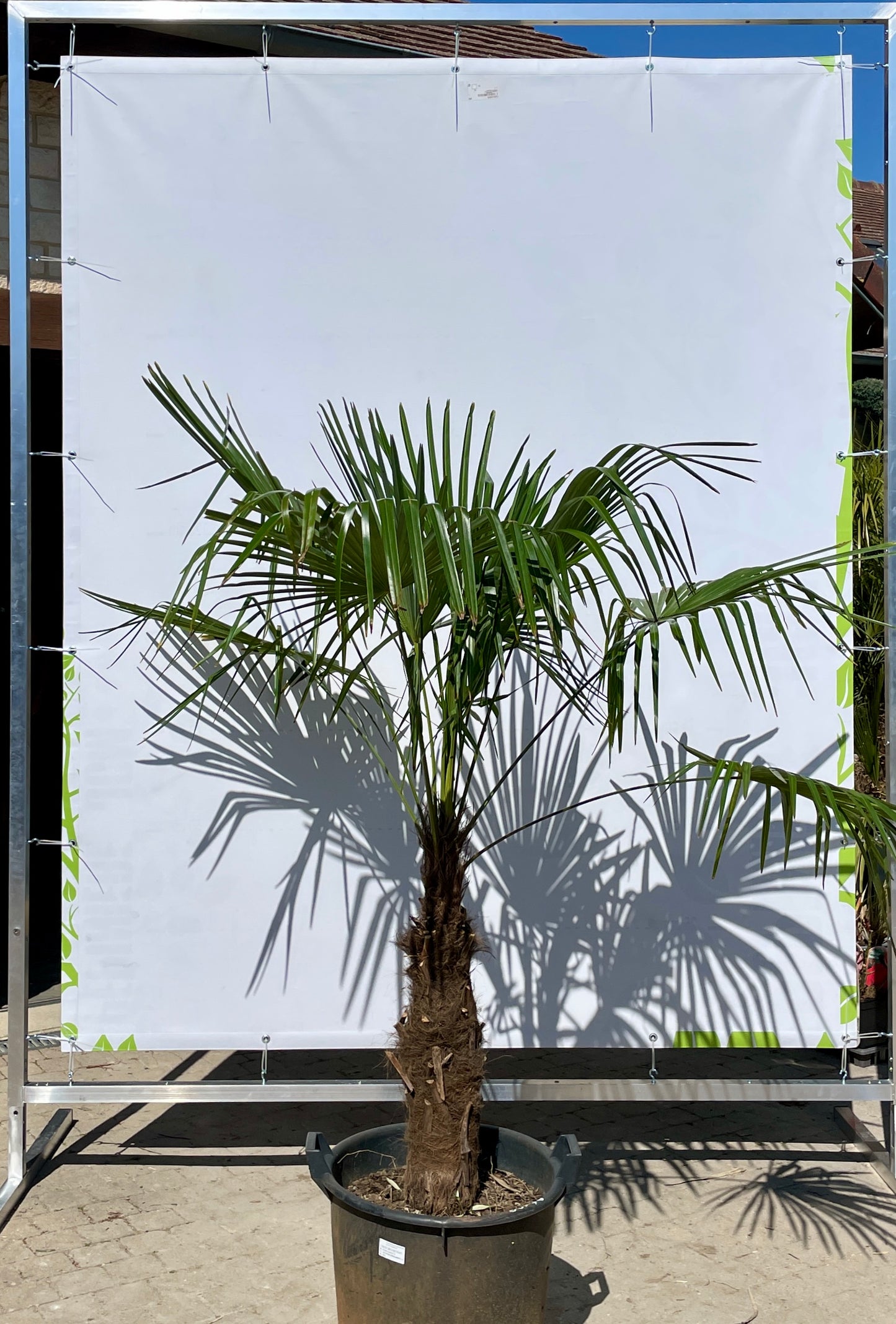 Trachycarous Fortuneii 40/50