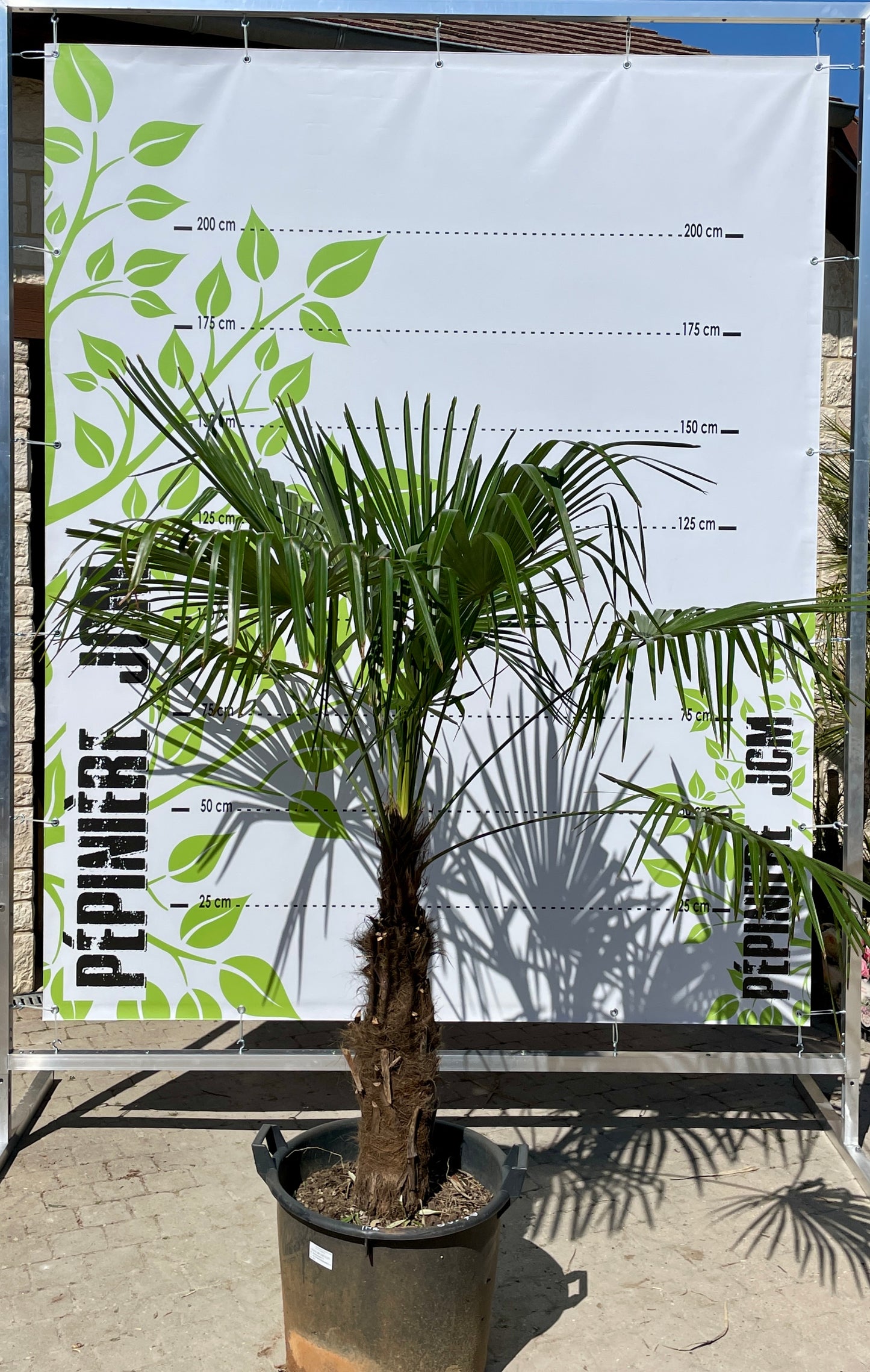 Trachycarous Fortuneii 40/50