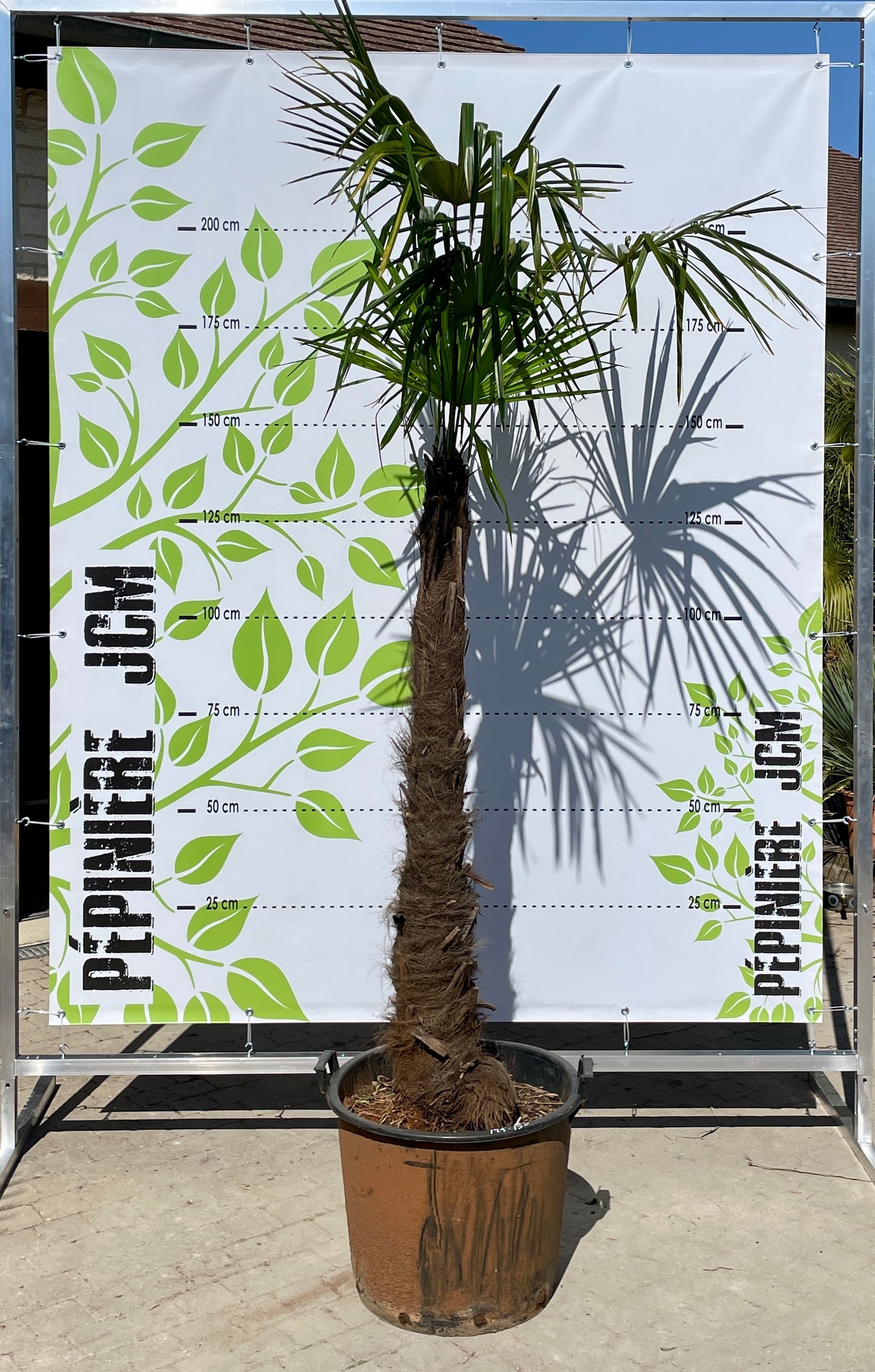 Trachycarous Fortuneii 125/150