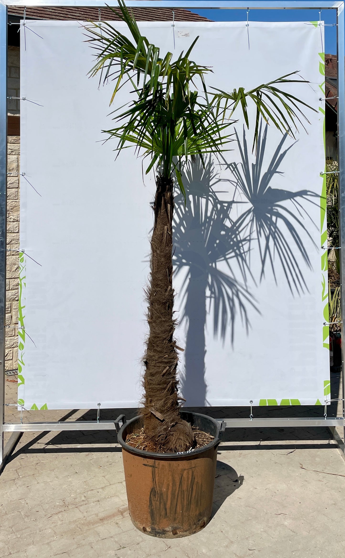 Trachycarous Fortuneii 125/150