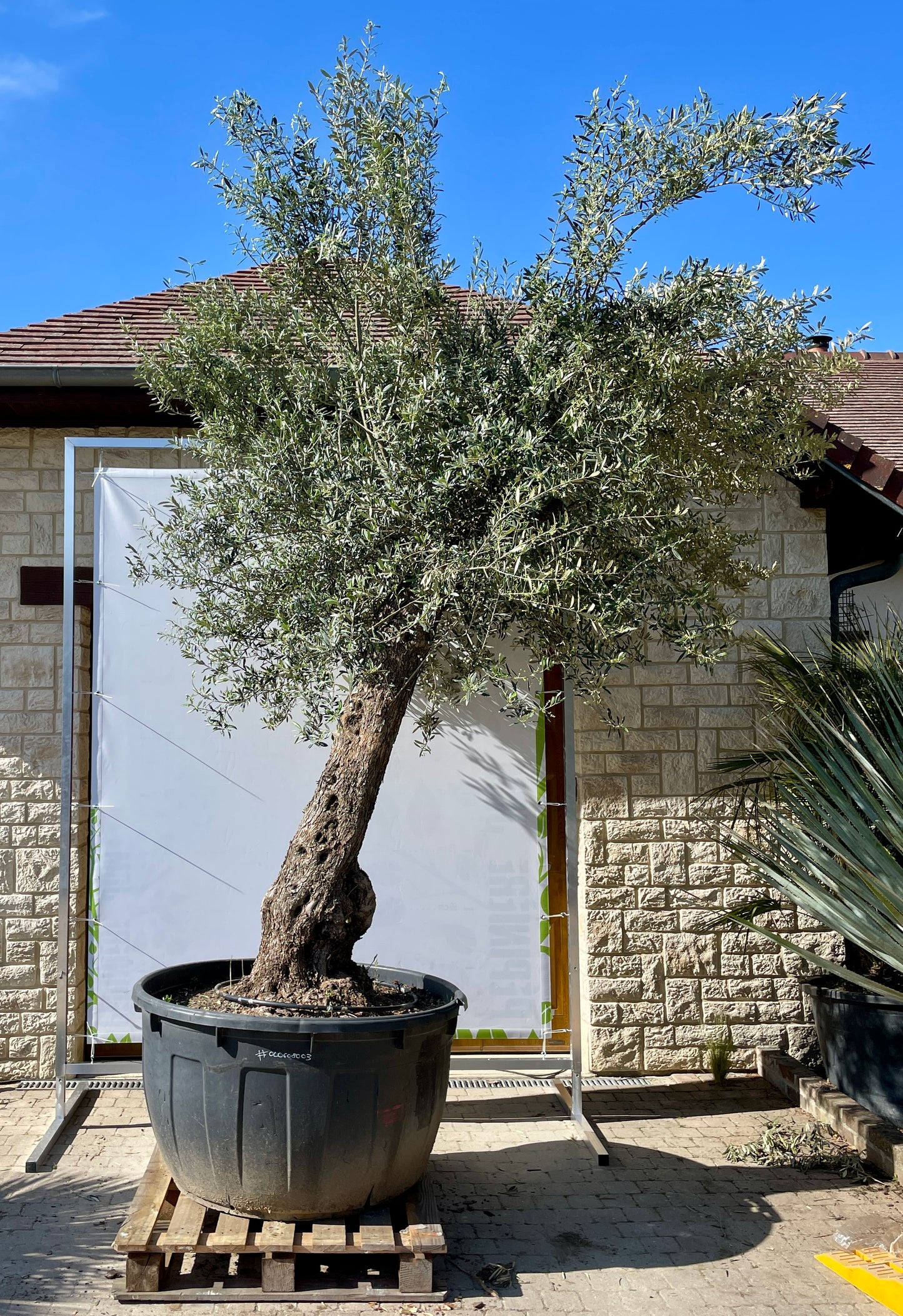 Olivier - Olea Europaea Omeya 60/80