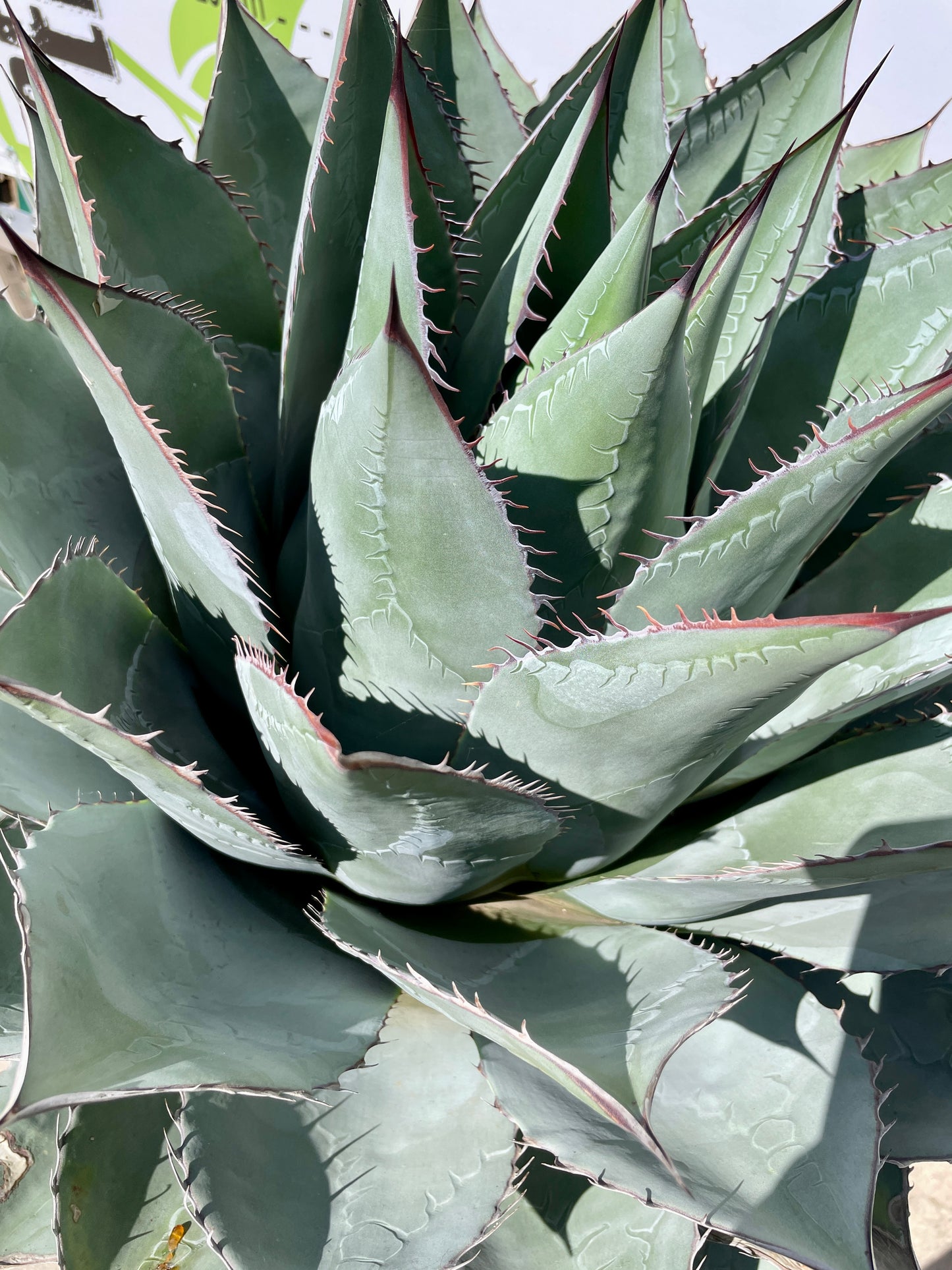 Agave Parrasana 35
