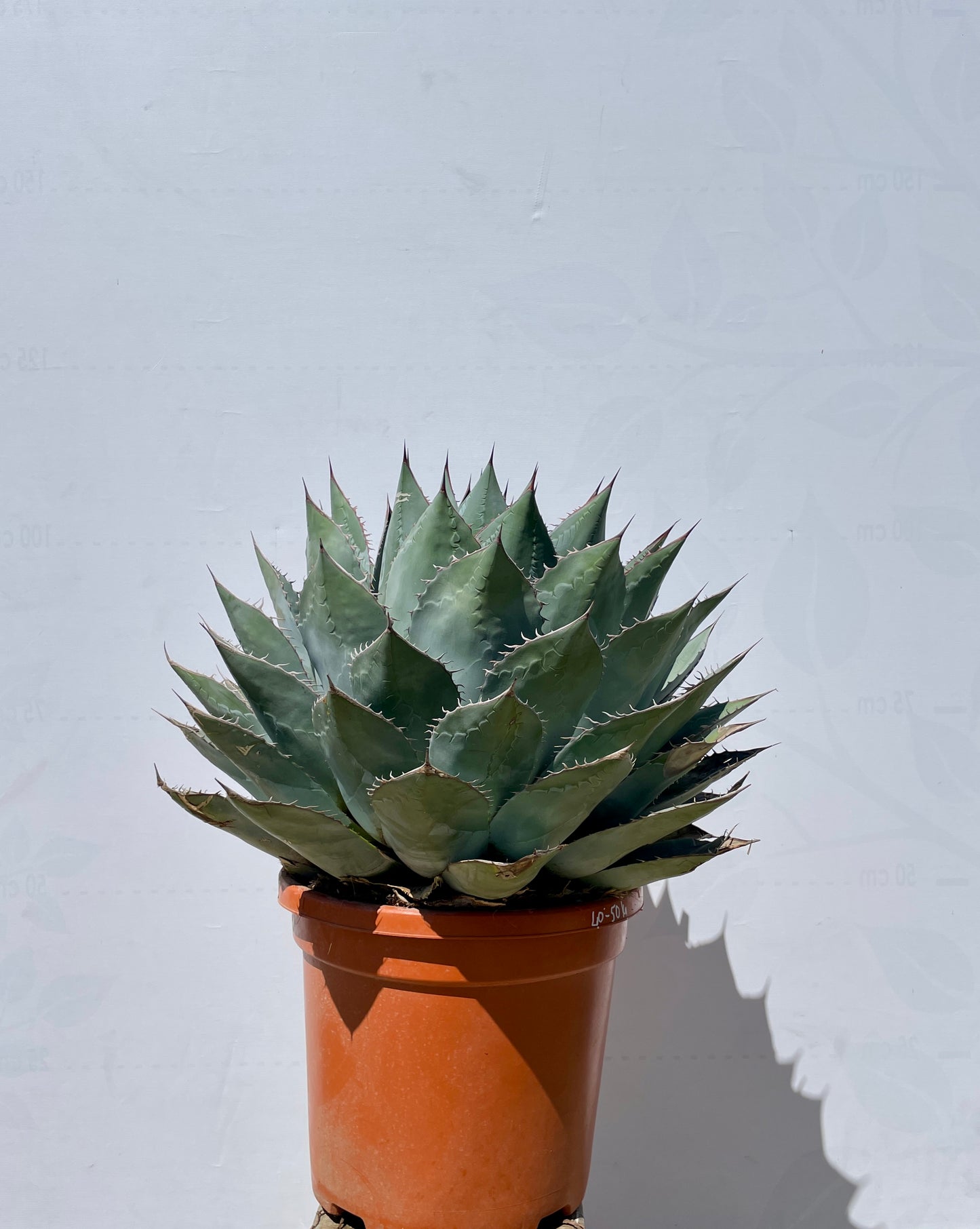 Agave Parrasana 35