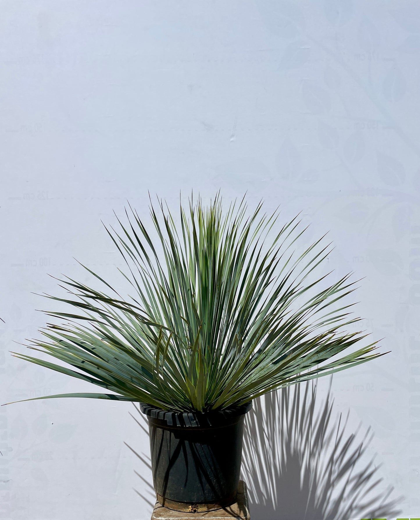 Yucca Rostrata 50/60