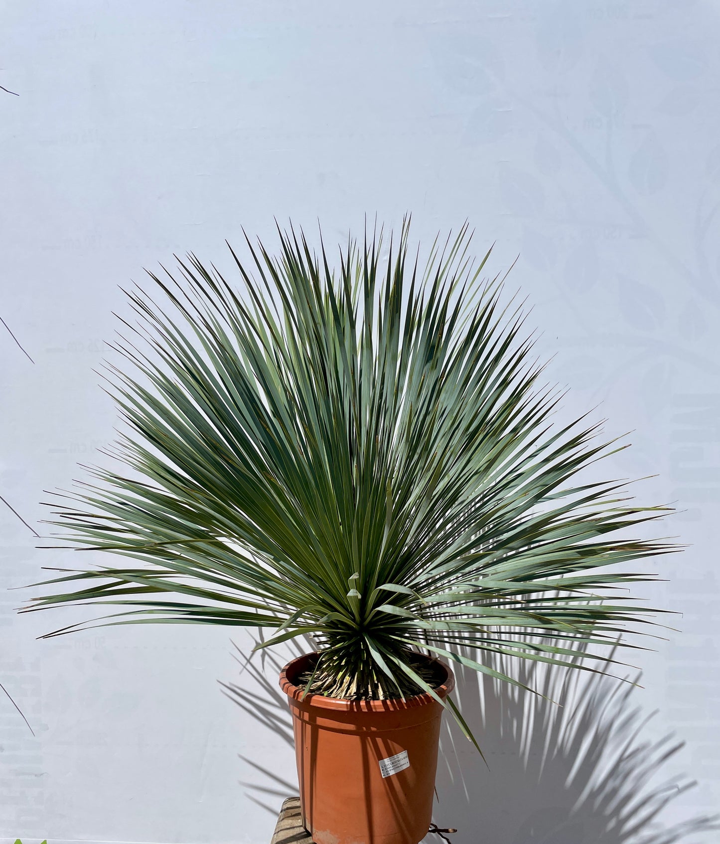 Yucca Rostrata 60/80