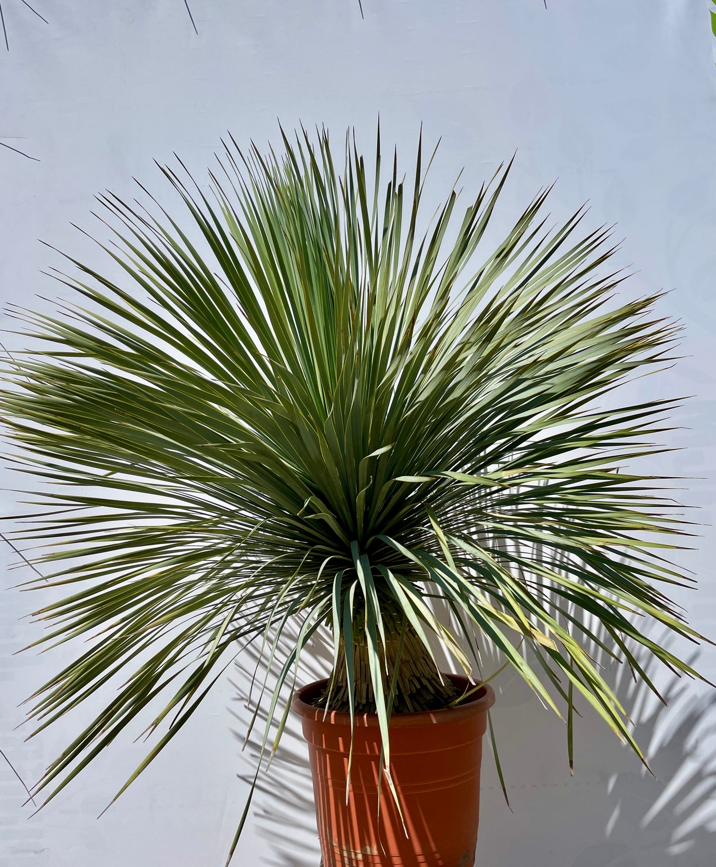 Yucca Rostrata 80/100