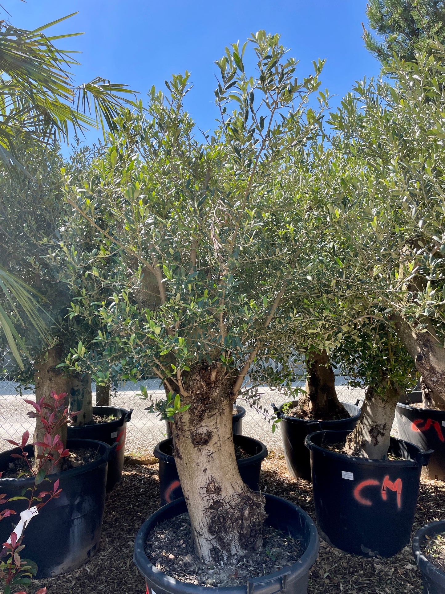 Olivier - Olea Europea Tronc Bas