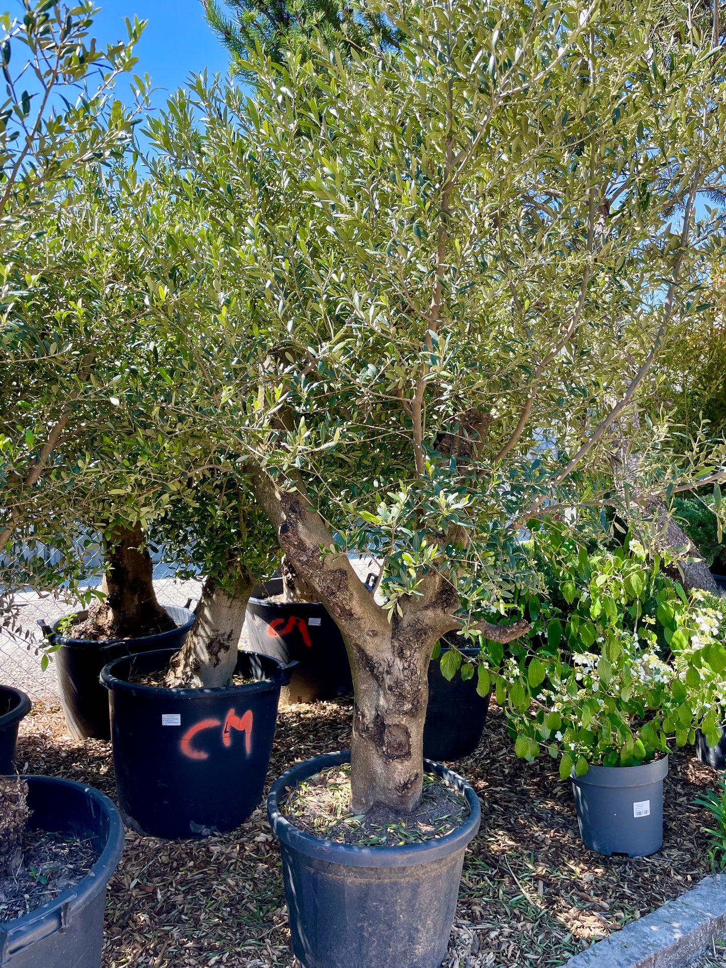 Olivier - Olea Europea Tronc Bas