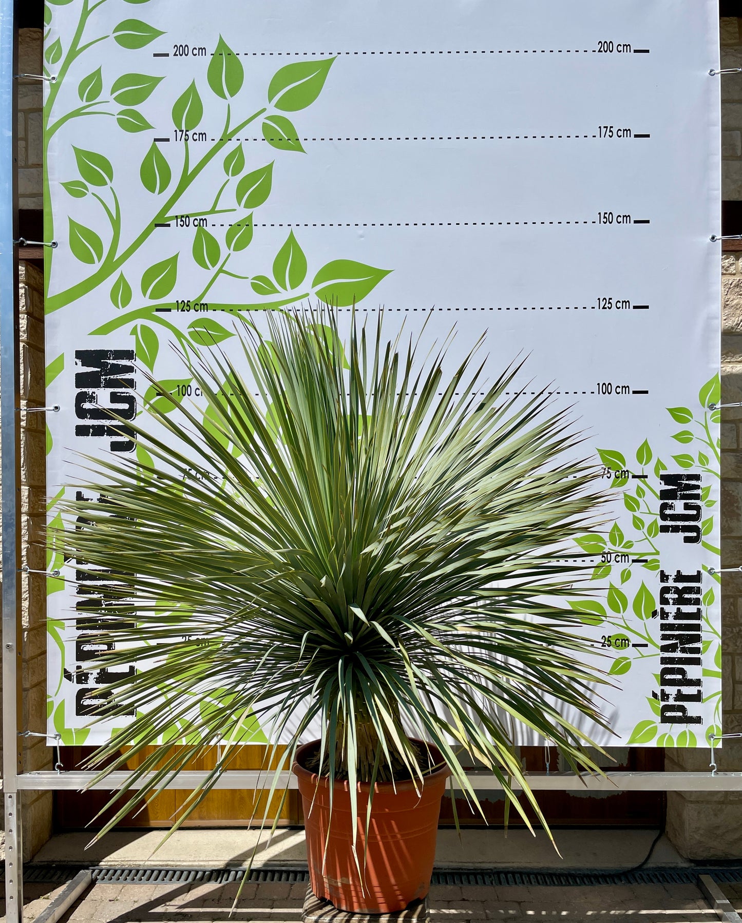 Yucca Rostrata 60/80