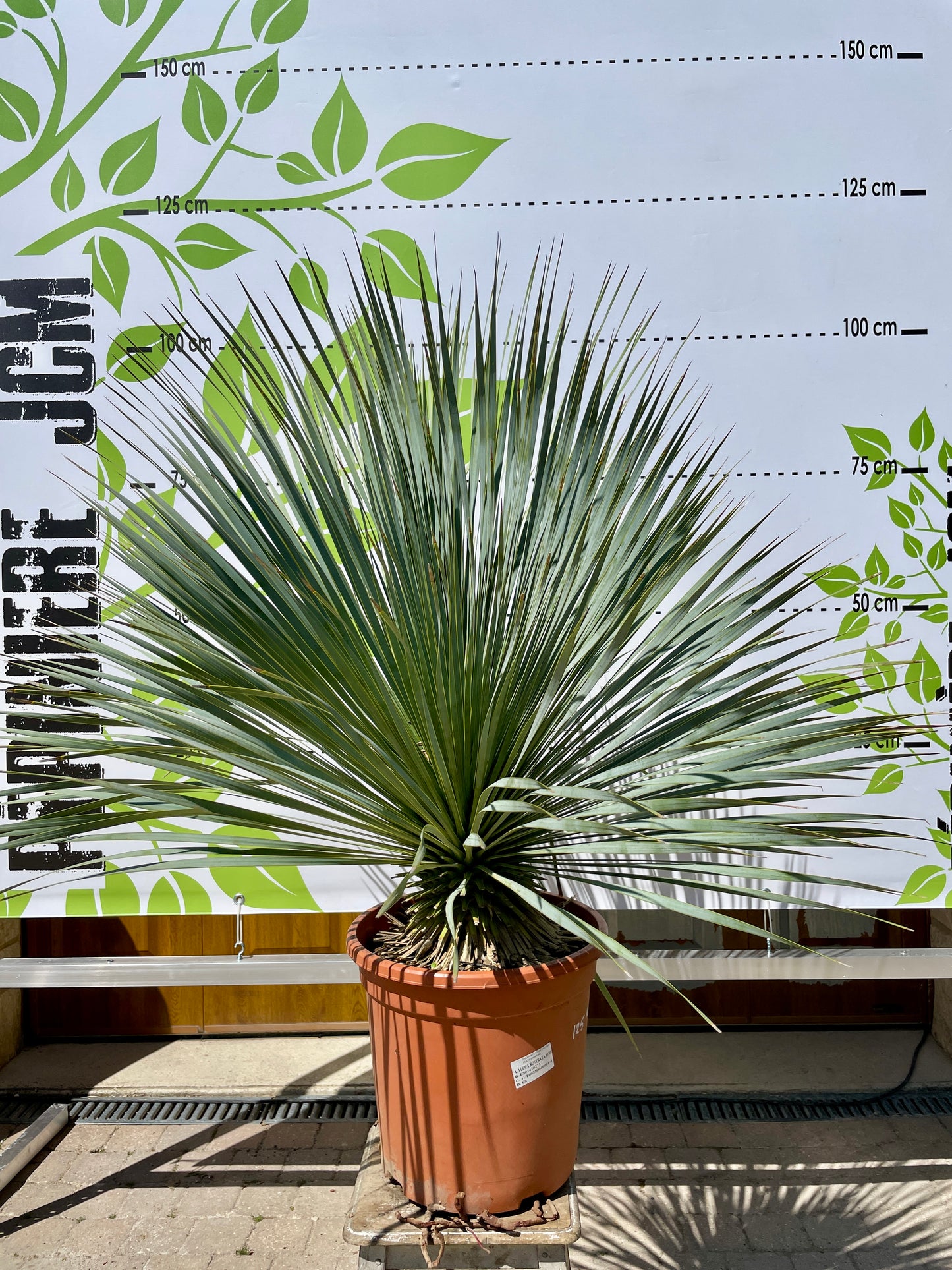 Yucca Rostrata 80/100