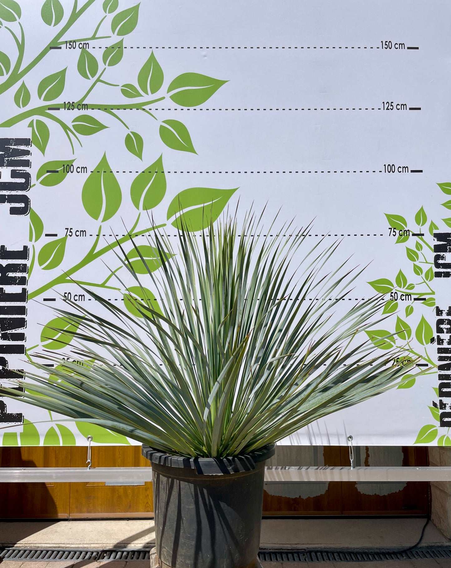 Yucca Rostrata 50/60