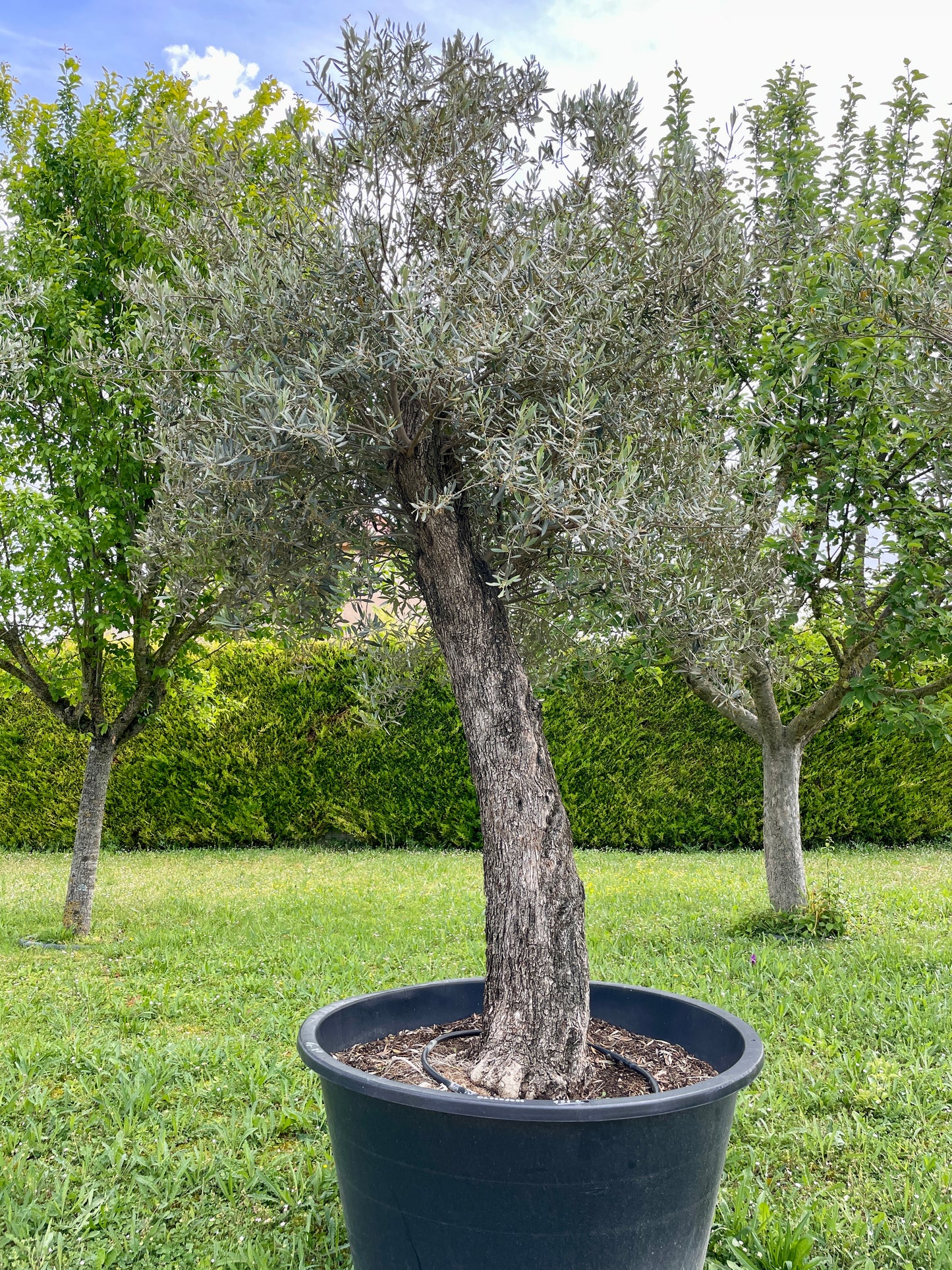 Olivier - Olea Europaea Omeya 60/80