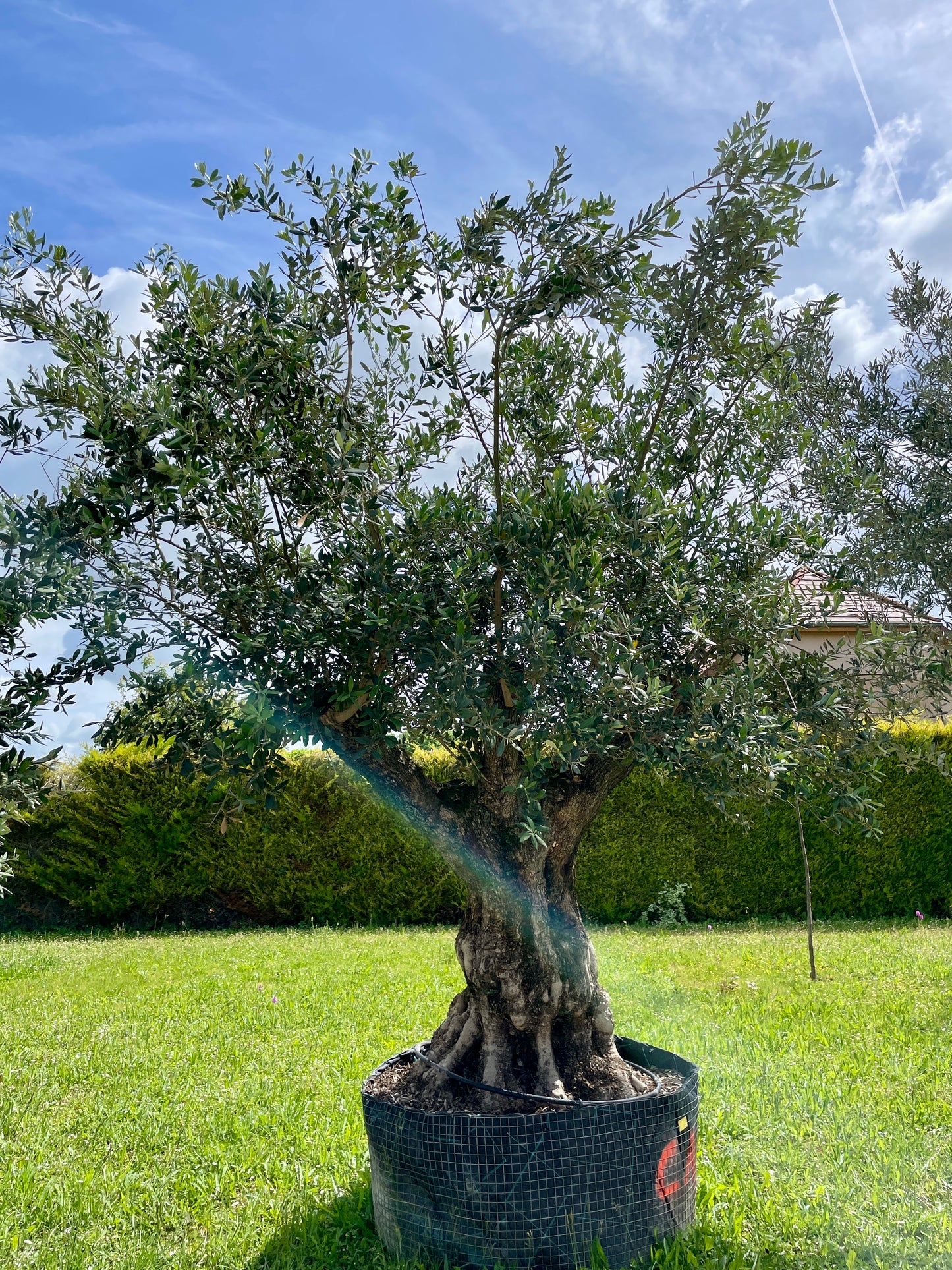 Olivier - Olea Europaea Omeya 100/125