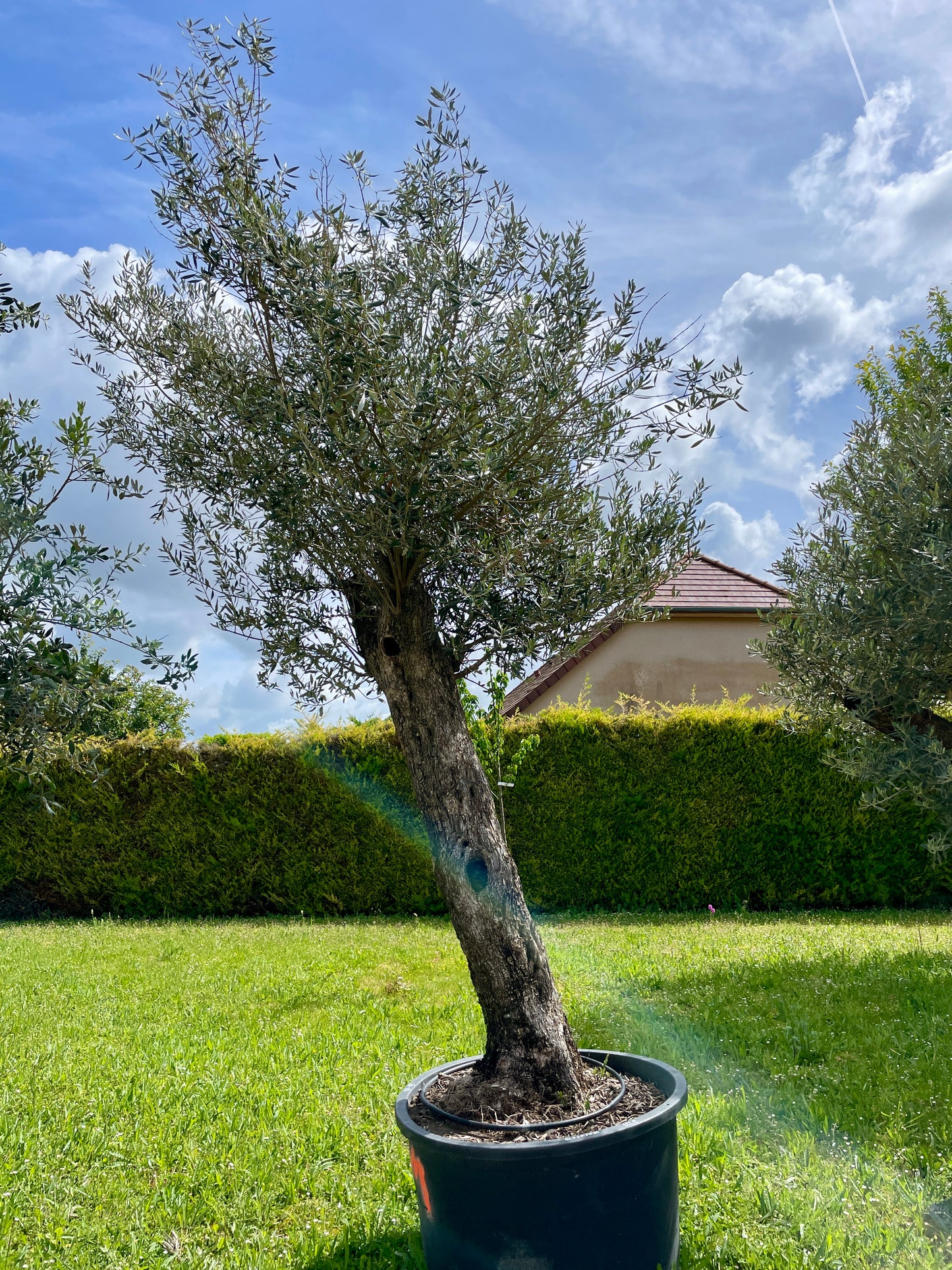 Olivier - Olea Europaea Omeya 60/80