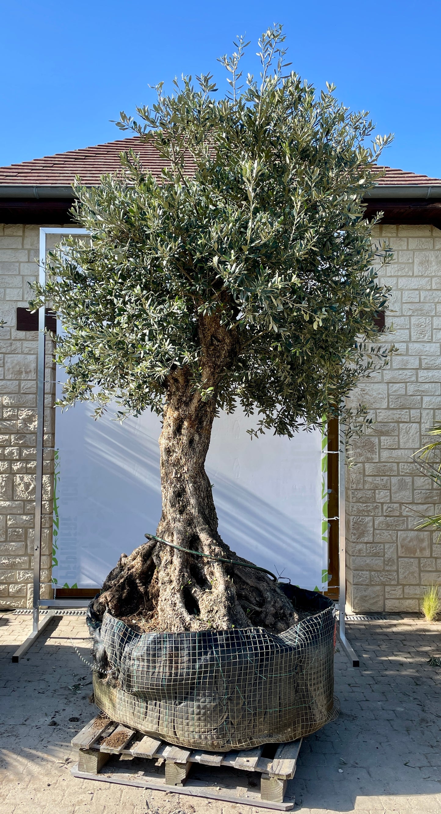 Olivier - Olea Europaea Omeya 80/100