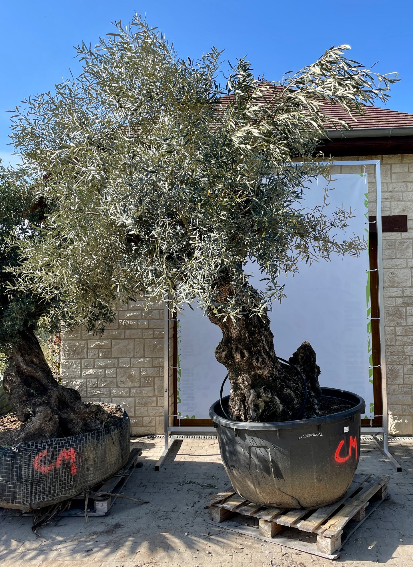 Olivier - Olea Europaea Omeya 80/100