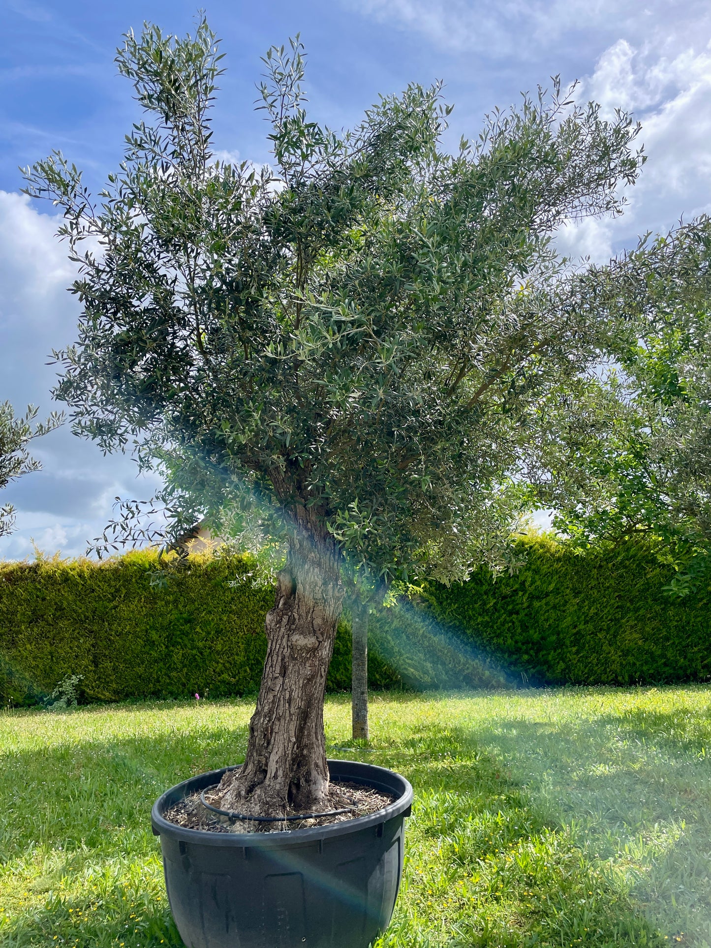 Olivier - Olea Europaea Omeya 80/100