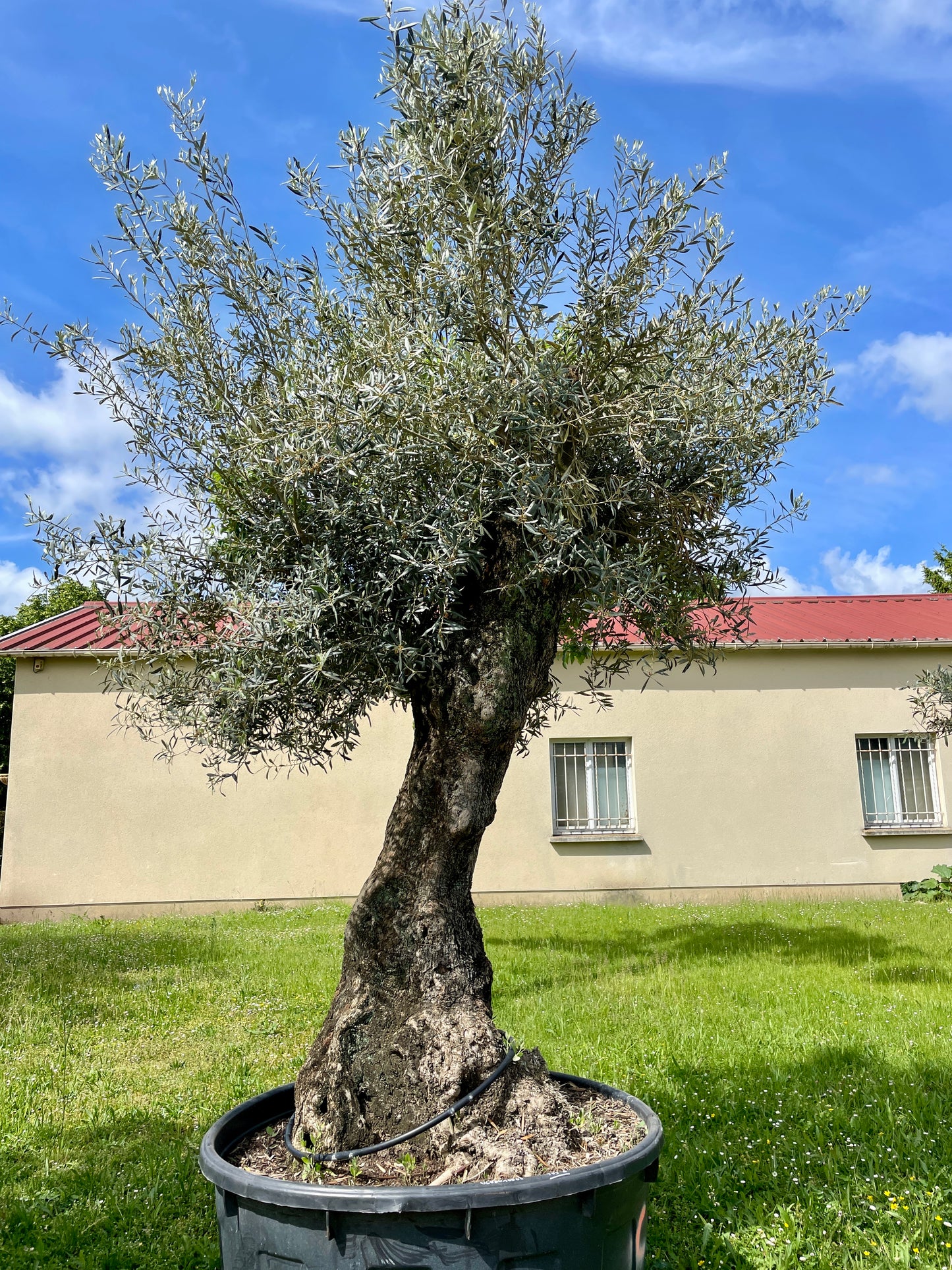 Olivier - Olea Europaea Omeya 80/100