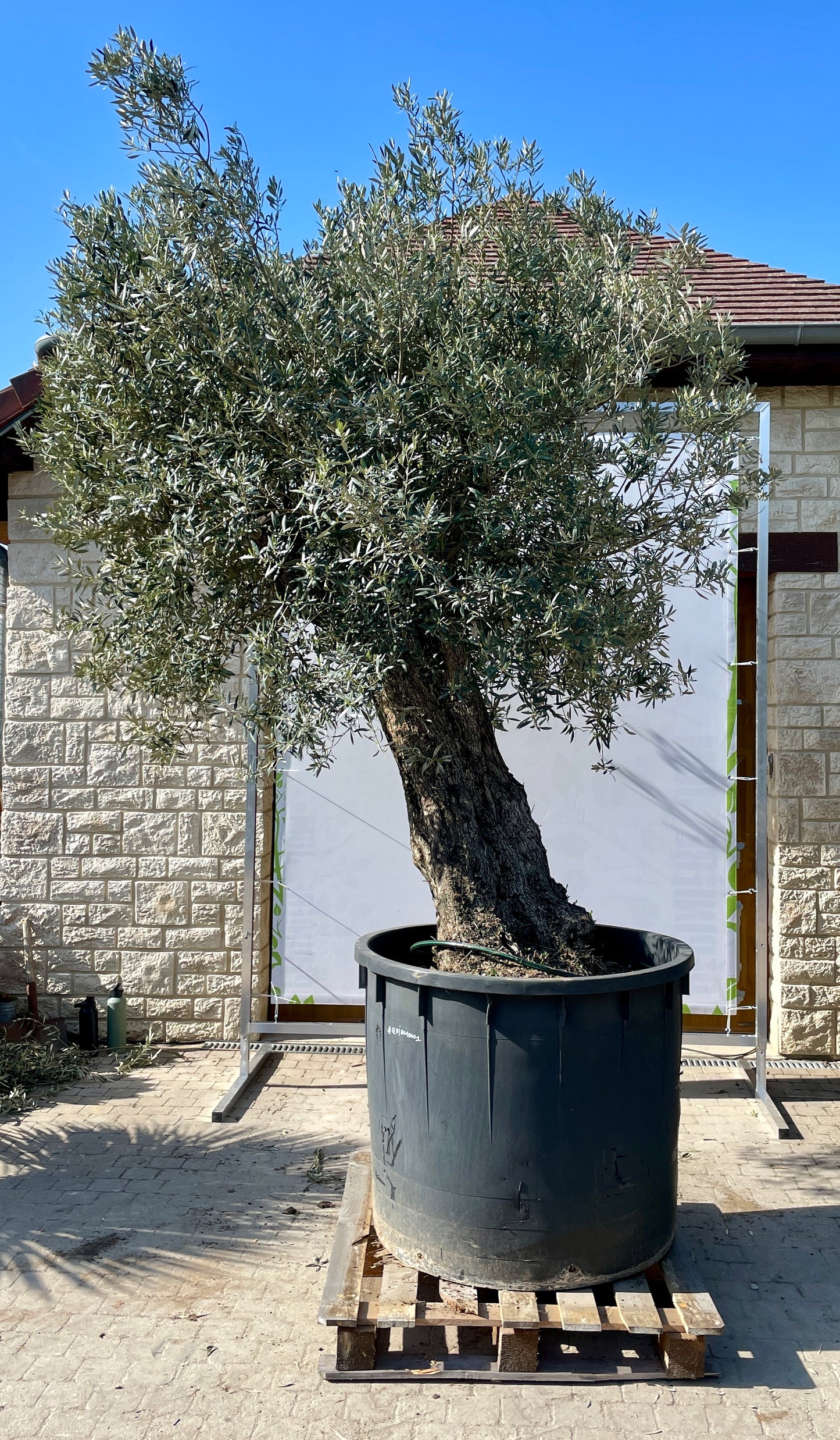 Olivier - Olea Europea Ramifié 80/100