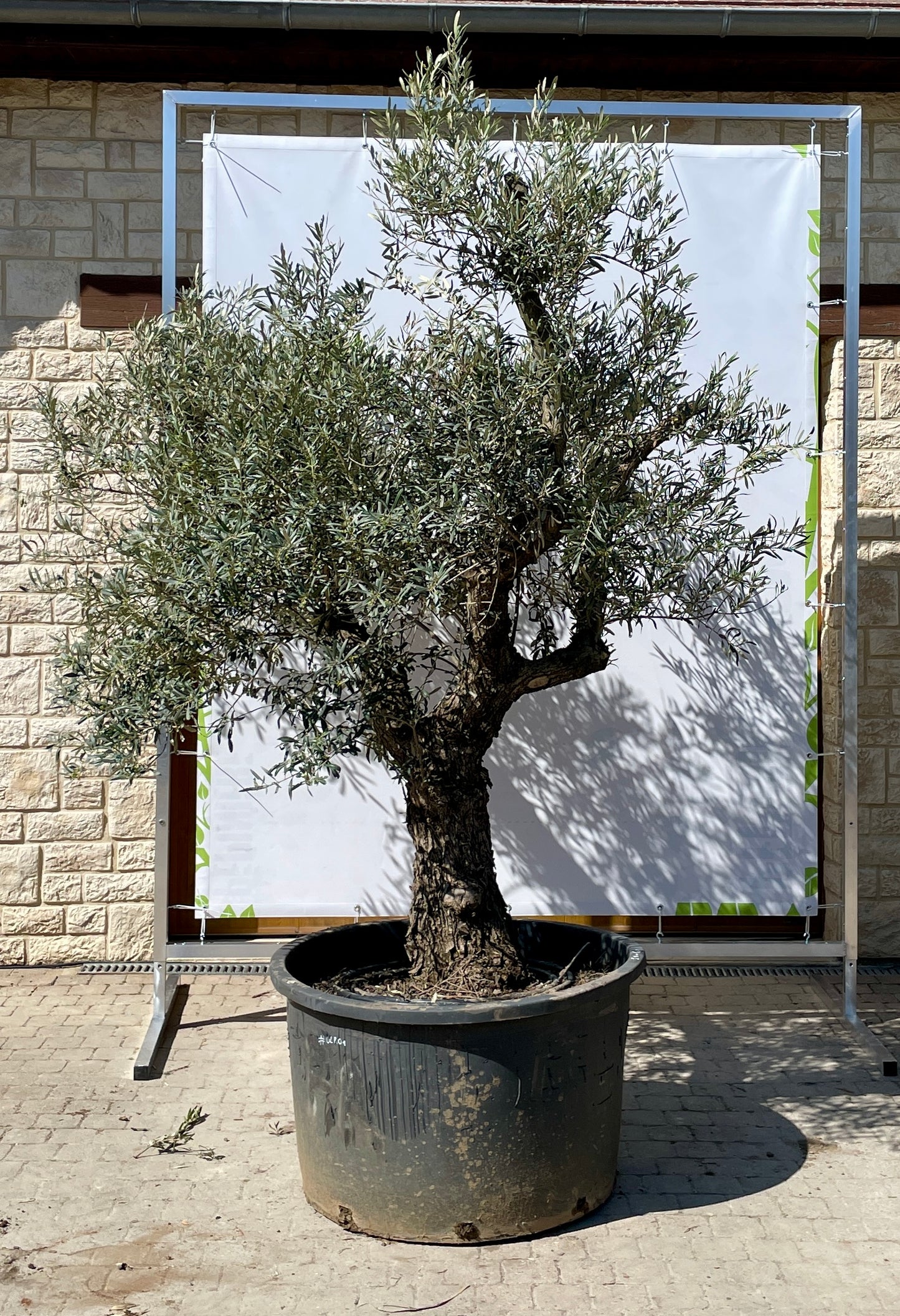 Olivier - Olea Europea Ramifié 50/60