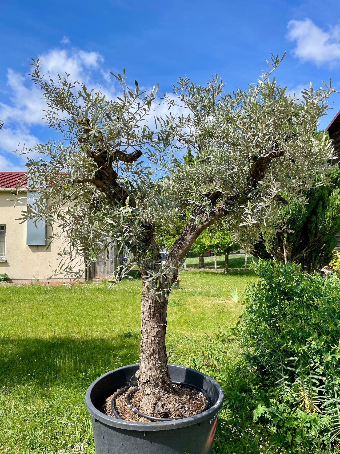 Olivier - Olea Europea Ramifié 50/60