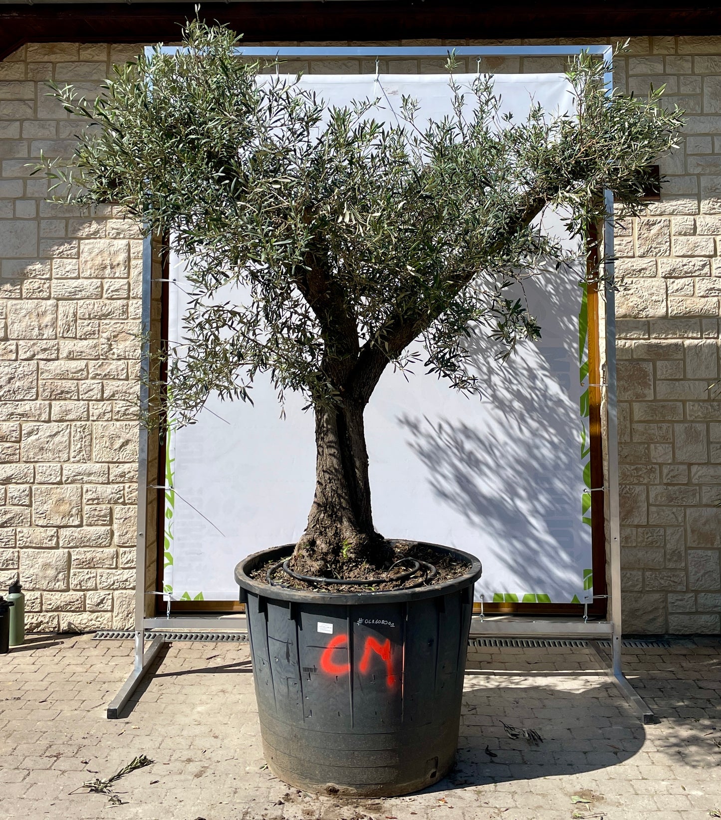 Olivier - Olea Europea Ramifié 60/80