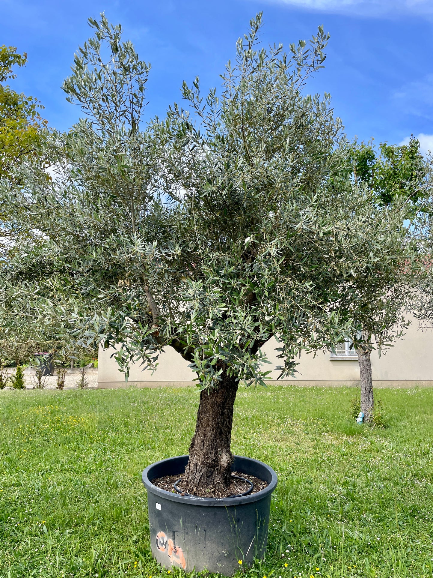 Olivier - Olea Europea Ramifié 60/80