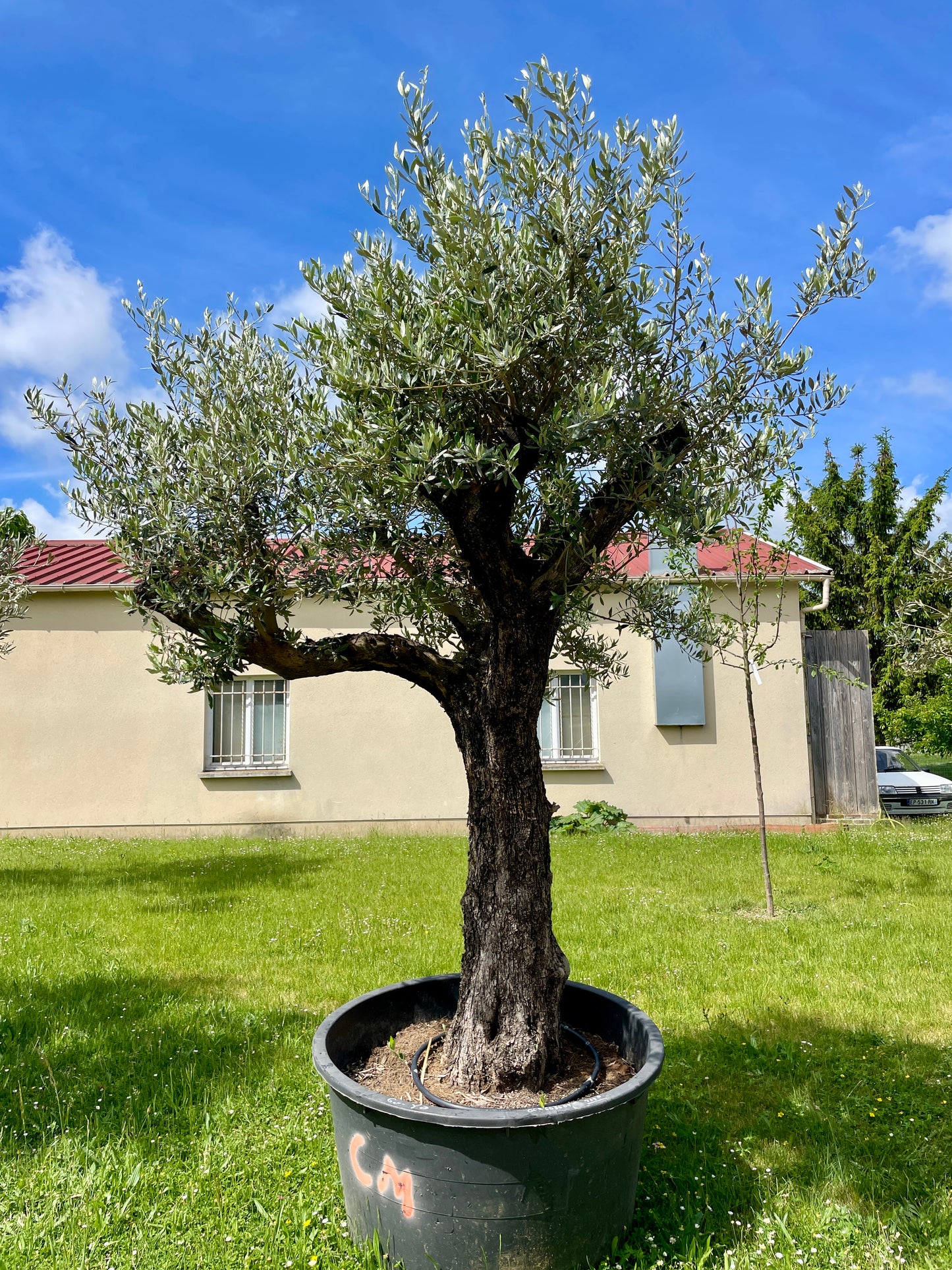 Olivier - Olea Europea Ramifié 60/80