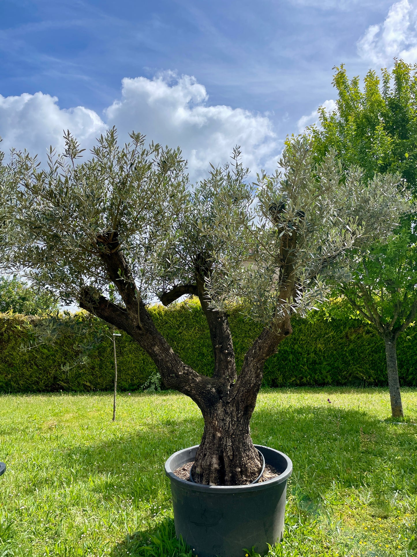 Olivier - Olea Europea Ramifié 80/100