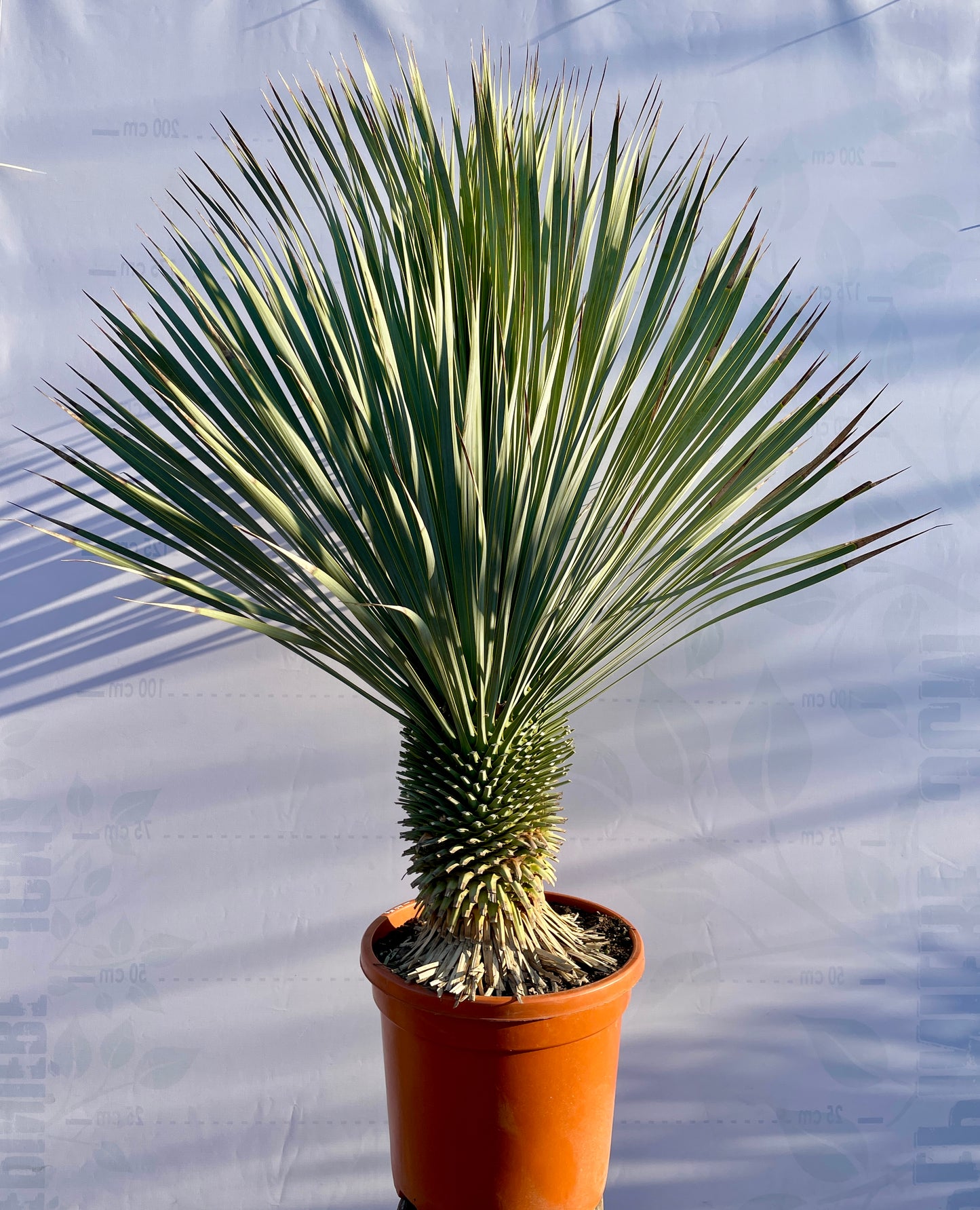 Yucca Rostrata 100