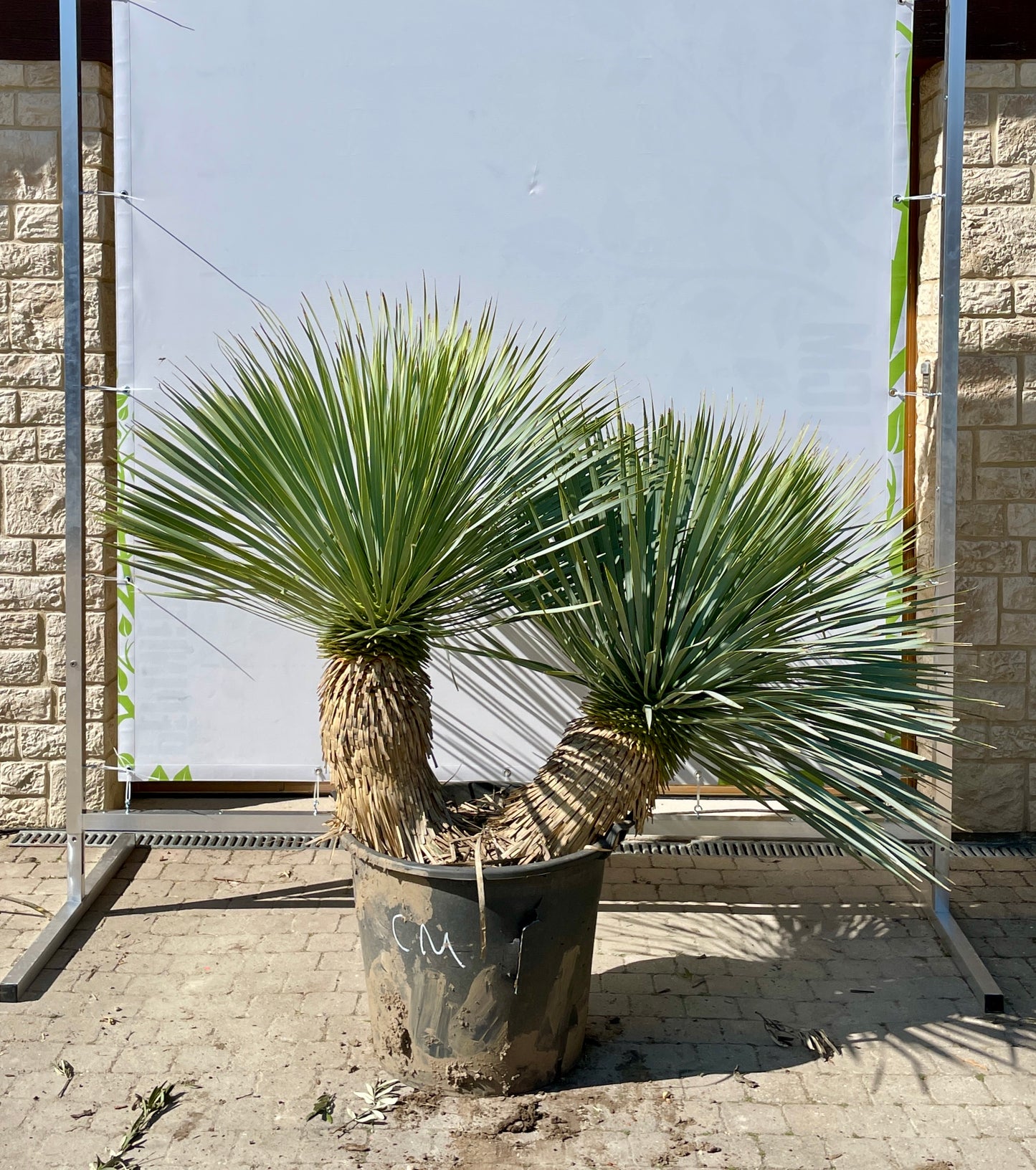 Yucca Rostrata Multiple