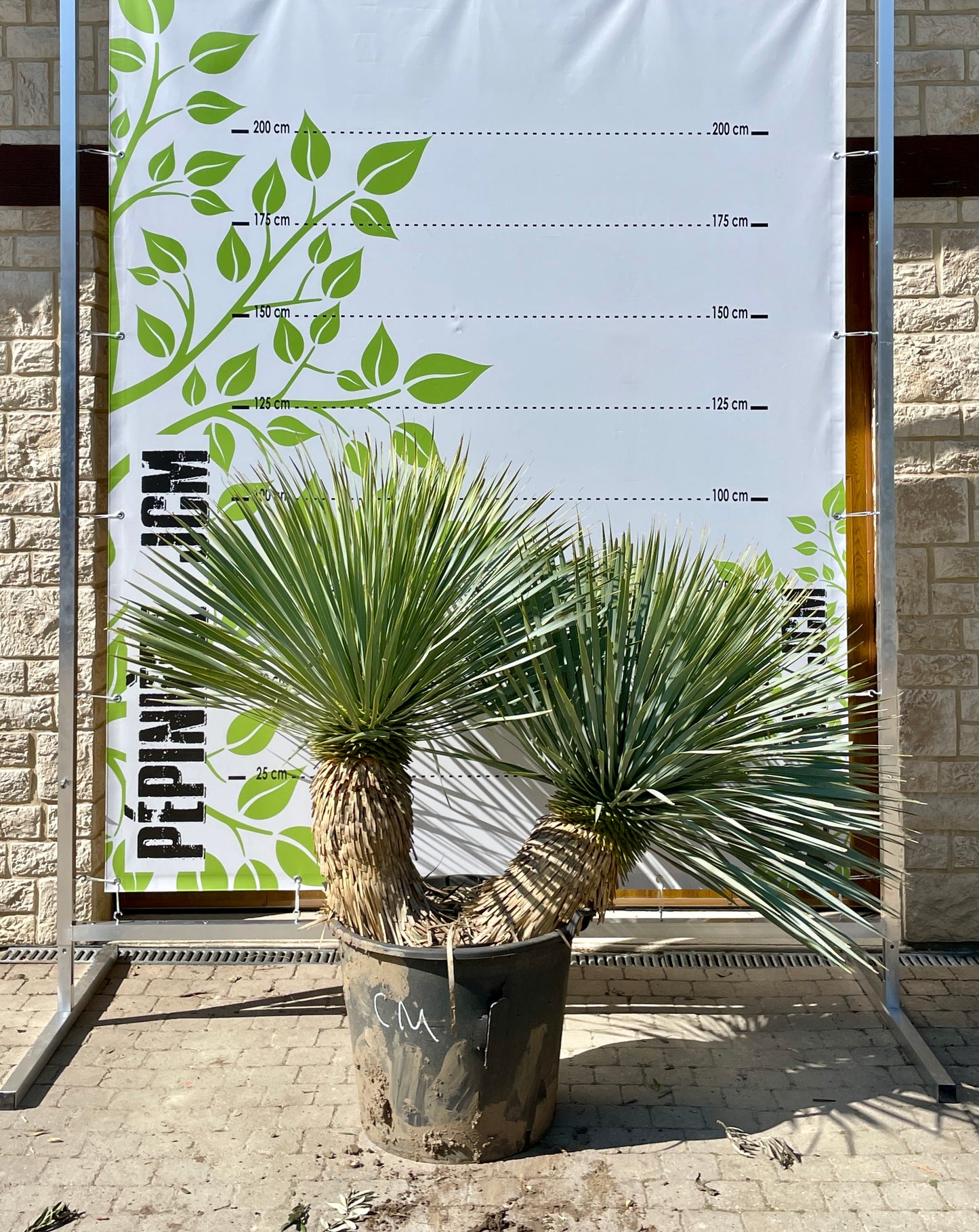 Yucca Rostrata Multiple